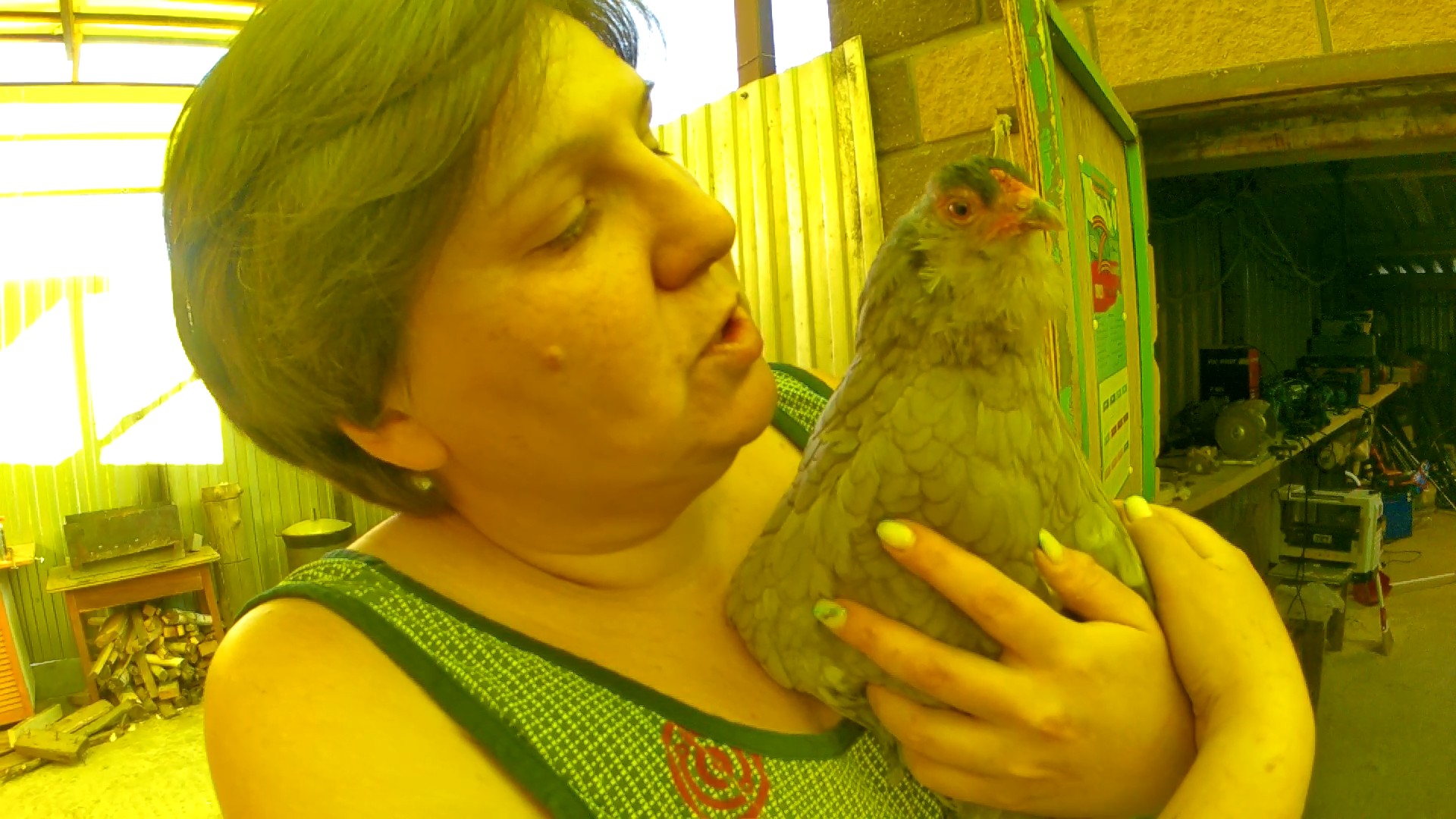 Любимая Амераукана. смотреть онлайн