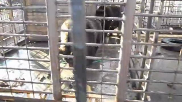 Томские медведи.mpg смотреть онлайн