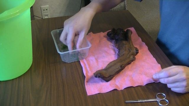 Убрал внутренний фильтр и пристраиваем мангровую корягу смотреть онлайн