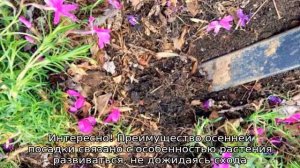 Когда пересаживать флоксы