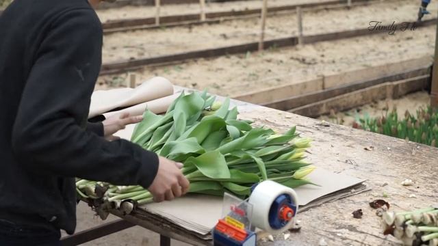 Срезка тюльпанов к 8 марта (26.02.2022) смотреть онлайн