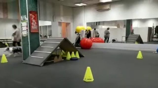 Хендлинг бультерьера смотреть онлайн