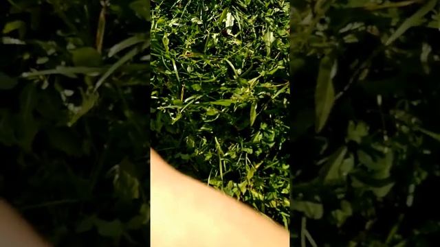 Проверка датчика парктроника смотреть онлайн