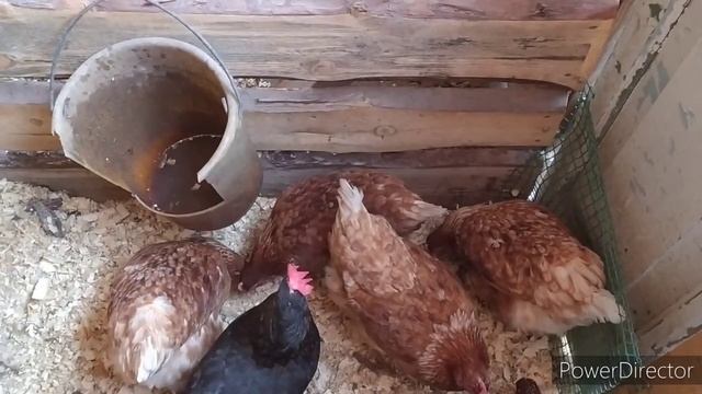 гнезда для кур. насесты для кур. моя птица.моя деревня смотреть онлайн