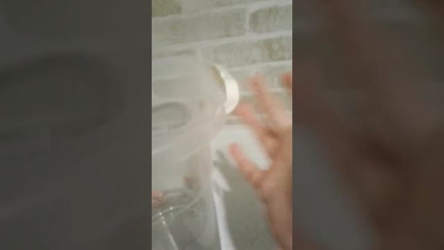 Как живут улитки в домашних условиях смотреть онлайн