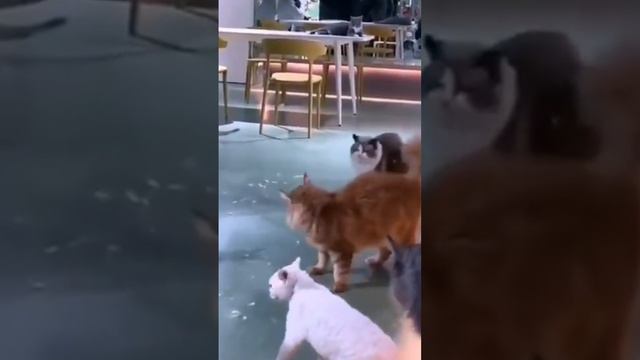 Слова Авторитета, закон!