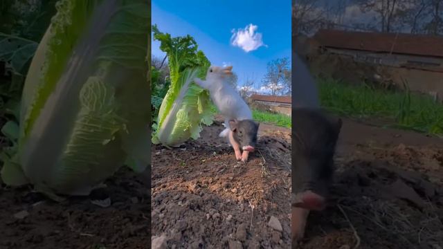 Карликовый кролик 😅💕✨ #animals #like #кролик #класс #поросёнок #видео смотреть онлайн