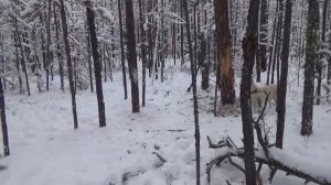охота на соболя 6 . Один в тайге.