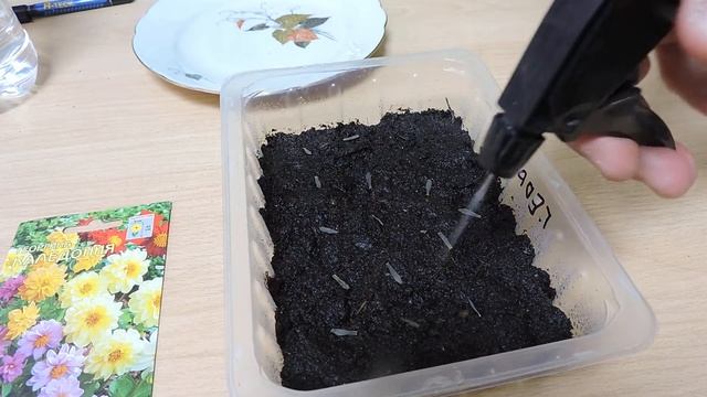 Георгина. Посев семян на рассаду. Мой дневник. смотреть онлайн