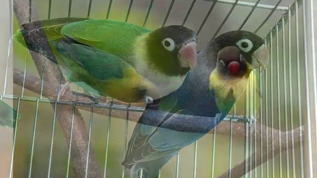 Масковый неразлучник.