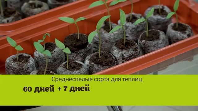 Сроки посева семян. Когда сеять перцы и помидоры на рассаду смотреть онлайн