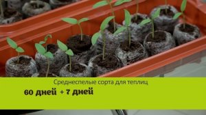 Сроки посева семян.  Когда сеять перцы и помидоры на рассаду