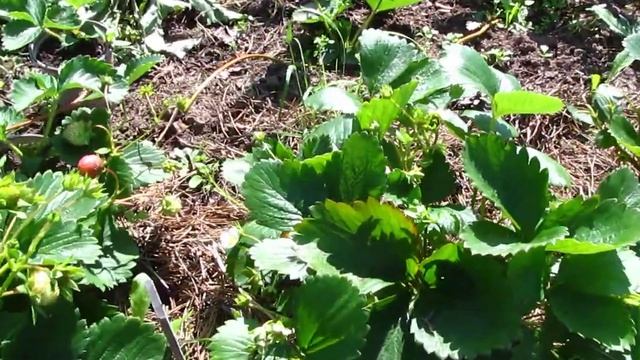 Обзор ремонтантной земляники: Вима Рина, Флорин и Фурор. Верхозин Юрий. смотреть онлайн