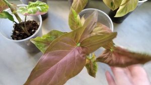 Сингониумы. Пропадает вариегатность. Как вернуть?