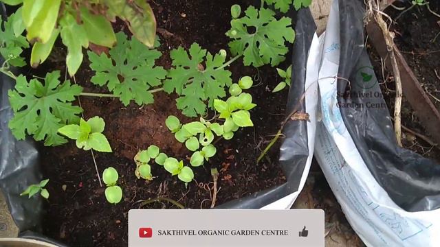 மாடித்தோட்டத்தில் Balsam செடி எப்படி வளர்ப்பது | காசித்தும்பை பூ | смотреть онлайн