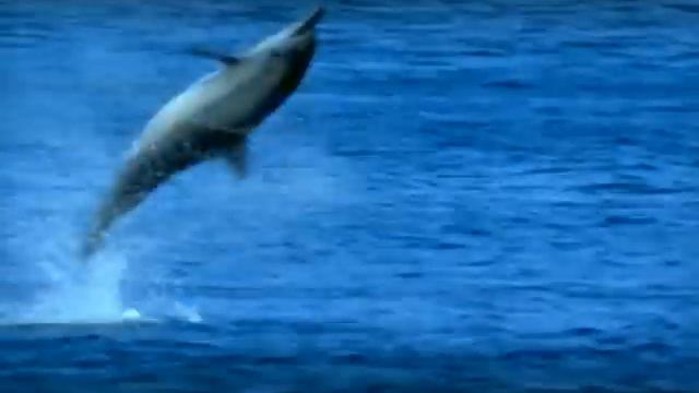 Nat Geo Wild. Анонс (06-2007) смотреть онлайн