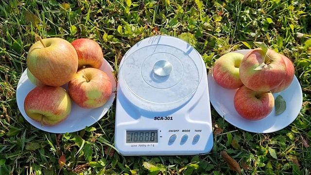 Яблоня Чемпион / Супер урожайные сорта яблок Чемпион смотреть онлайн