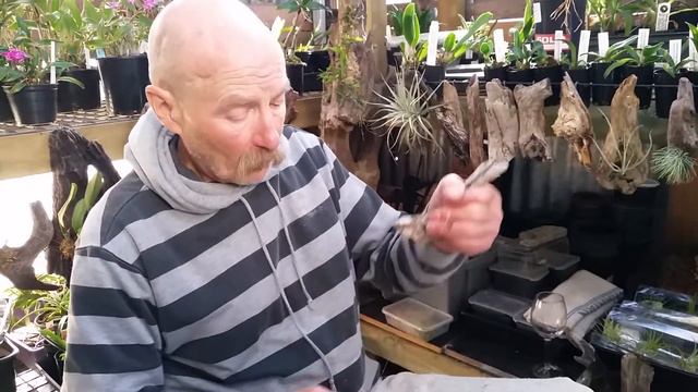 Air Plants Tillandsia Ionantha 'Fuego' on driftwood смотреть онлайн