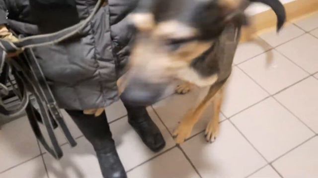 Дрессировка собак. Метис Джек. О важности мелочей. смотреть онлайн