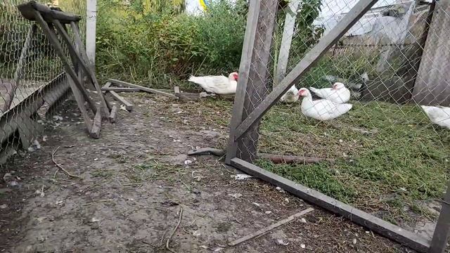 СУПЕР ЯЙЦЕНОСКОСТЬ МУСКУСНЫХ УТОК. ВЕДРО ЯИЦ В ДЕНЬ.. СОДЕРЖАНИЕ И КОРМЛЕНИЕ МУСКУСНЫХ УТОК. смотреть онлайн