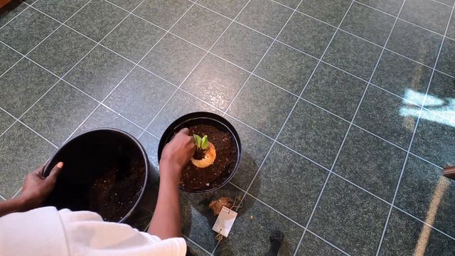 How to Plant Amaryllis Bulb смотреть онлайн