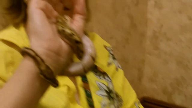 Red Tail Boa and Spider Ball Python смотреть онлайн