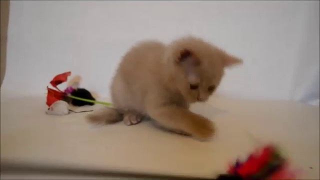 фавн 26 10 смотреть онлайн