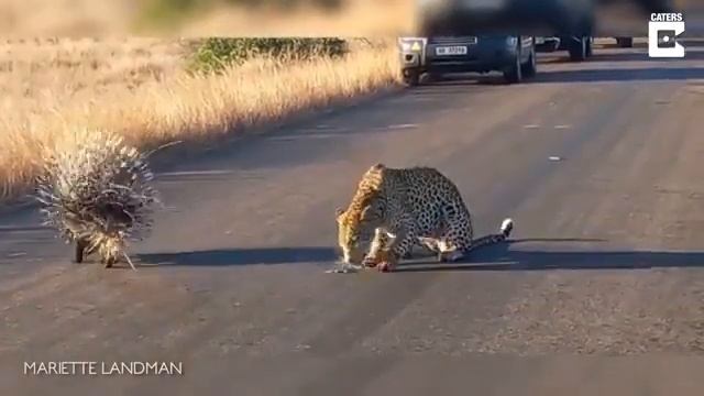 Дикобраз против леопарда - кто победит? смотреть онлайн