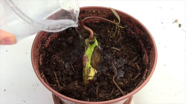 КАК ВЫРАСТИТЬ МАНГО ДОМА || часть 2 смотреть онлайн