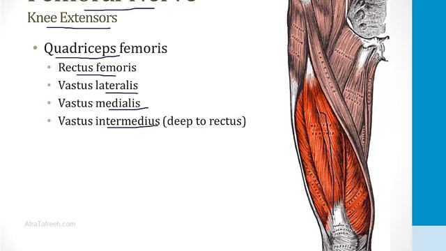 Musculoskeletal - 1. Anatomy And Orthopedics - 6.Lumbosacral Plexus Atf