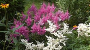 Астильбы на садовом участке - выращивание и уход. Виды и сорта, посадка
