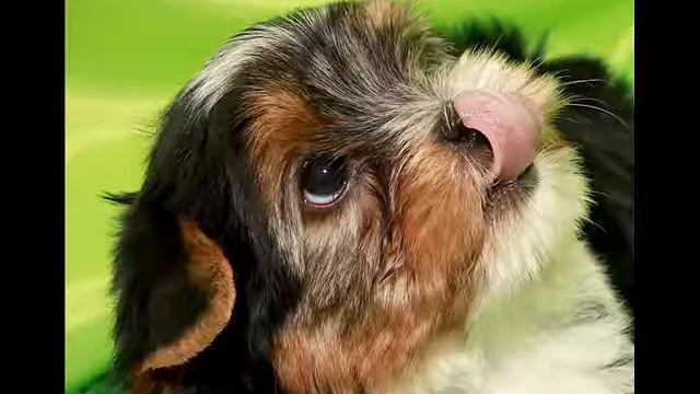 Бивер девочка в продаже с доставкой смотреть онлайн