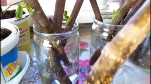 Результат 100% черенкование Инжира зимой!#комнатныецветы #инжир