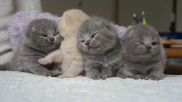 Самые маленькие британские пушистики) смотреть онлайн