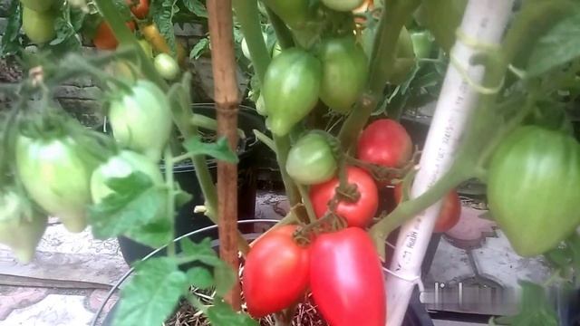 Сорт Десперадо - вырастила, попробовала, моё мнение смотреть онлайн