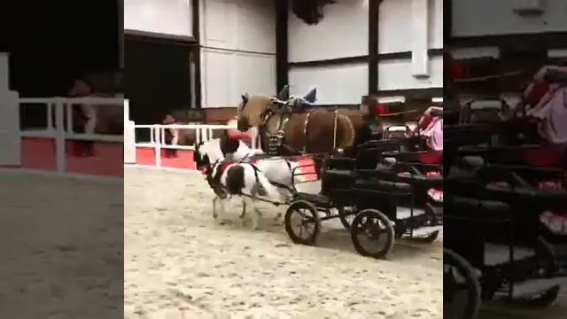 Миниатюрные лошади фермы Идальго и советские тяжеловозы. Иппосфера 2017 смотреть онлайн