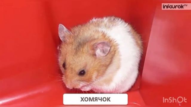 Кто живет в уголке природы ? смотреть онлайн