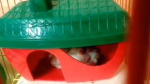 Стачивание зубов хомячка /Что делать если вырос длинный зуб?