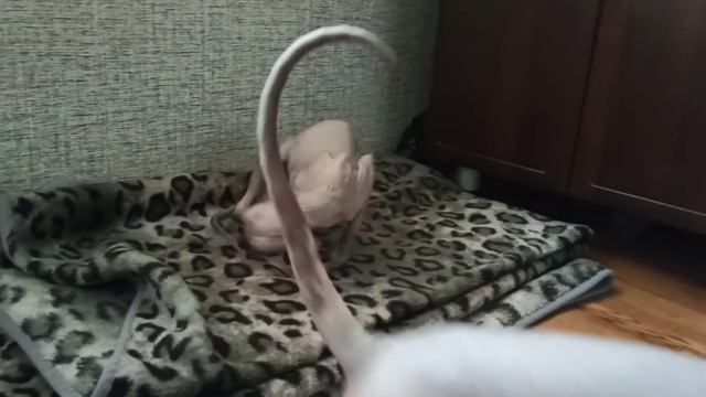 Sphynx mating. Донской сфинкс Стич вяжет Баффи. смотреть онлайн