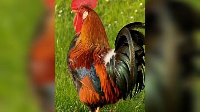 "Кто проснулся рано?" смотреть онлайн