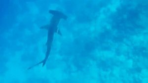 Рыба молот "Египет"