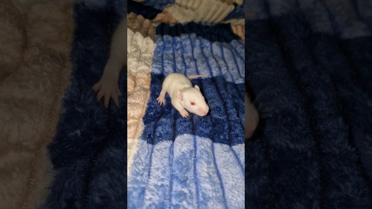 ▷Масенький крысеныш◁ смотреть онлайн