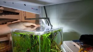 ОХЛАЖДЕНИЕ АКВАРИУМА ПРОСТО И ДЁШЕВО