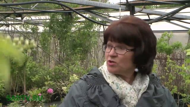 ВЫРАЩИВАЕМ КЛЮКВУ, ГОЛУБИКУ, БРУСНИКУ смотреть онлайн