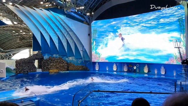 Дельфинарий остров Русский смотреть онлайн