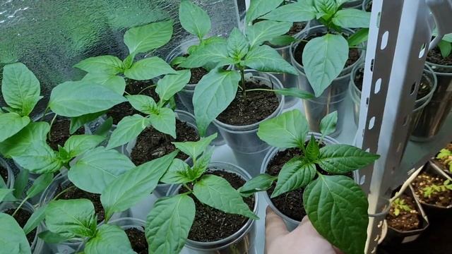 Обзор Рассады на 2023 дачный сезон | Будни вечера огородника дачника садовода смотреть онлайн