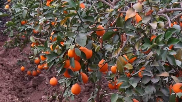 Базар Коргон/лимон өстүрүү /выращивание лимона смотреть онлайн