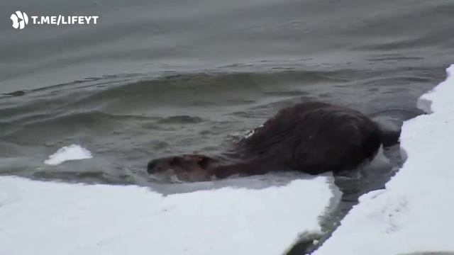 Когда месяц пожил у бабушки смотреть онлайн