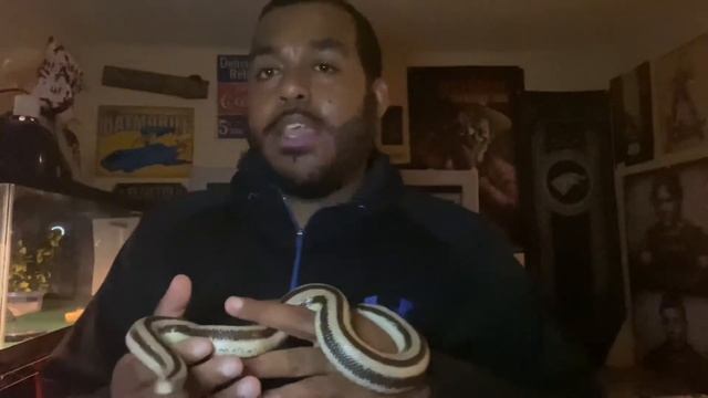 The Rosy Boa a freaking fun snake ? смотреть онлайн
