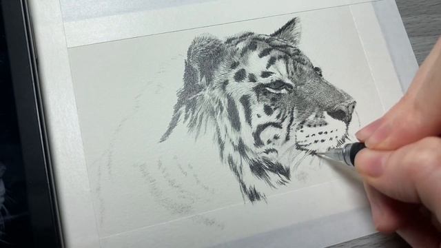 How To Draw A Tiger With Pencil | Tiger Drawing Tutorial For Beginners смотреть онлайн